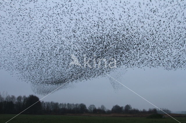 Spreeuw (Sturnus vulgaris)