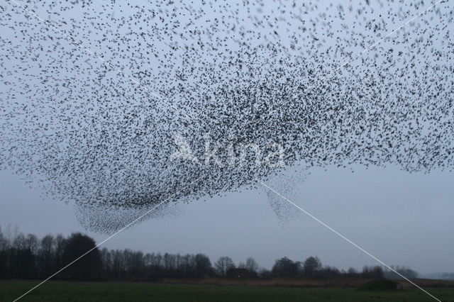 European Starling (Sturnus vulgaris)