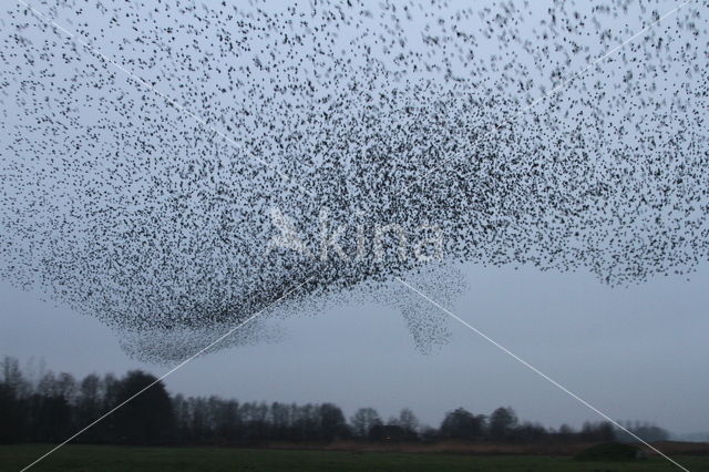 Spreeuw (Sturnus vulgaris)