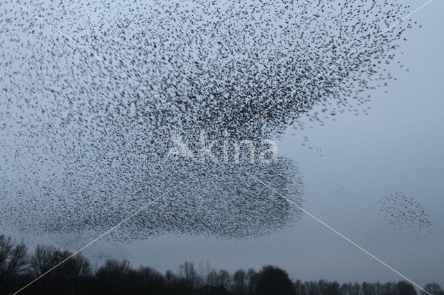 European Starling (Sturnus vulgaris)