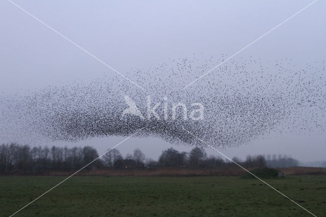 European Starling (Sturnus vulgaris)