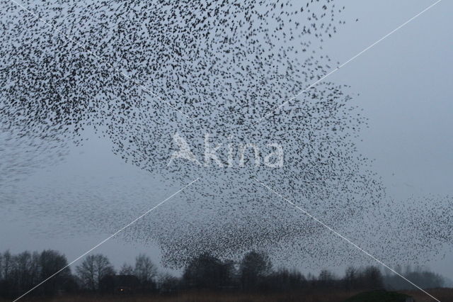 European Starling (Sturnus vulgaris)