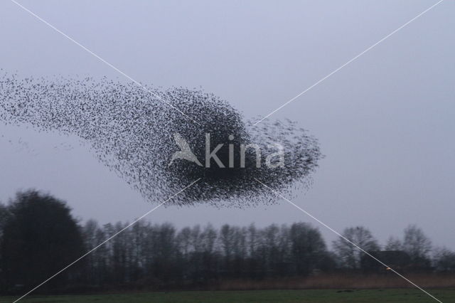 European Starling (Sturnus vulgaris)
