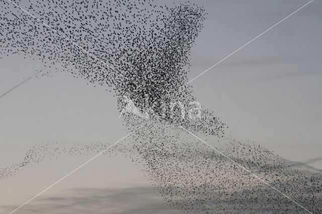 Spreeuw (Sturnus vulgaris)