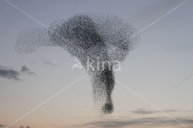 European Starling (Sturnus vulgaris)