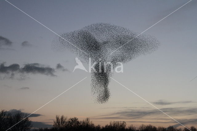 Spreeuw (Sturnus vulgaris)