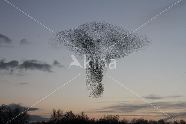 European Starling (Sturnus vulgaris)