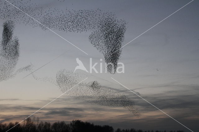 European Starling (Sturnus vulgaris)