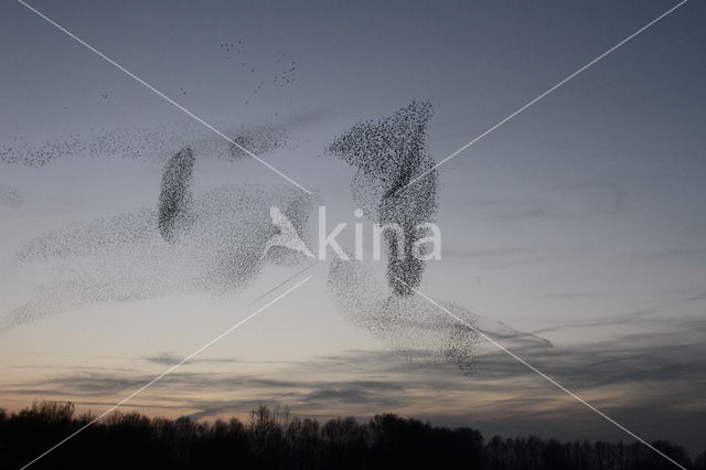 Spreeuw (Sturnus vulgaris)