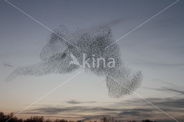 European Starling (Sturnus vulgaris)