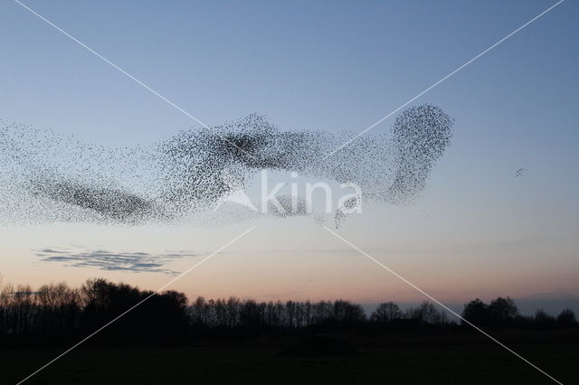 European Starling (Sturnus vulgaris)