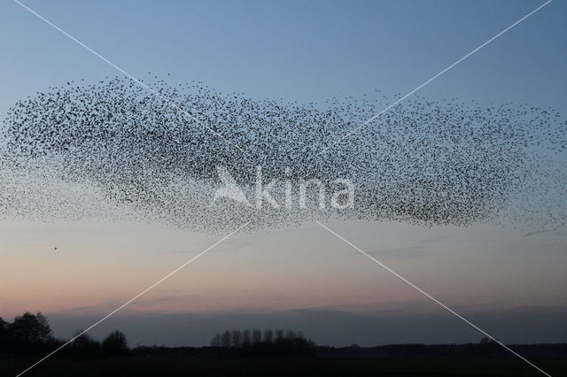 European Starling (Sturnus vulgaris)