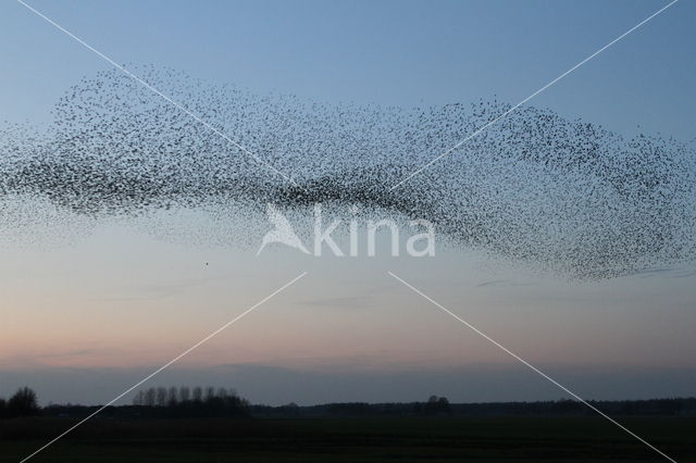 Spreeuw (Sturnus vulgaris)