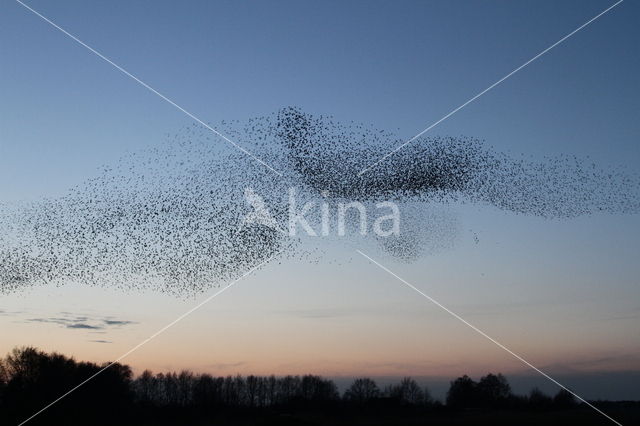 European Starling (Sturnus vulgaris)