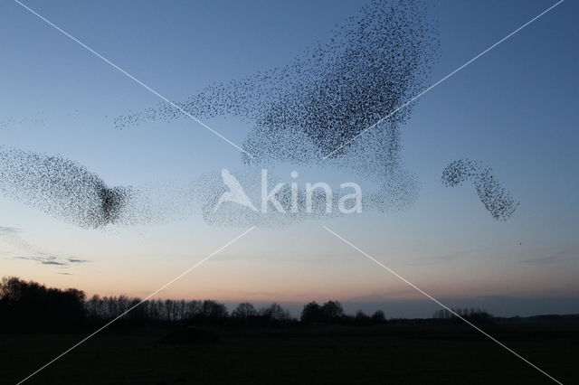 European Starling (Sturnus vulgaris)