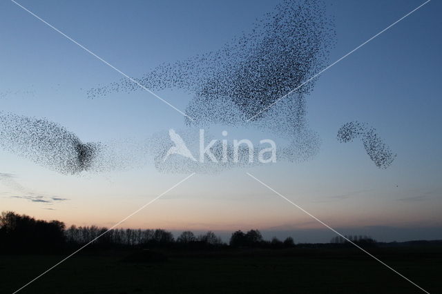 Spreeuw (Sturnus vulgaris)