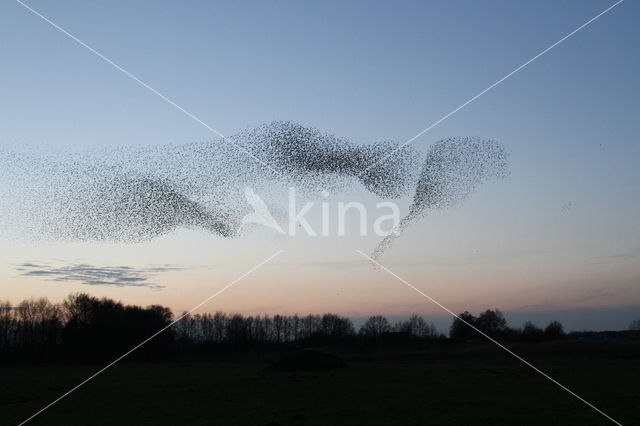 European Starling (Sturnus vulgaris)