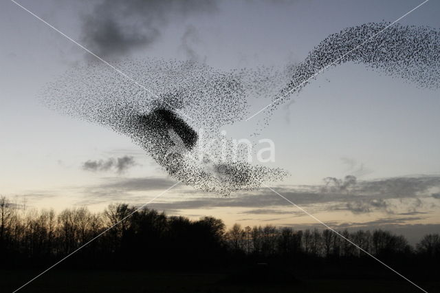 European Starling (Sturnus vulgaris)