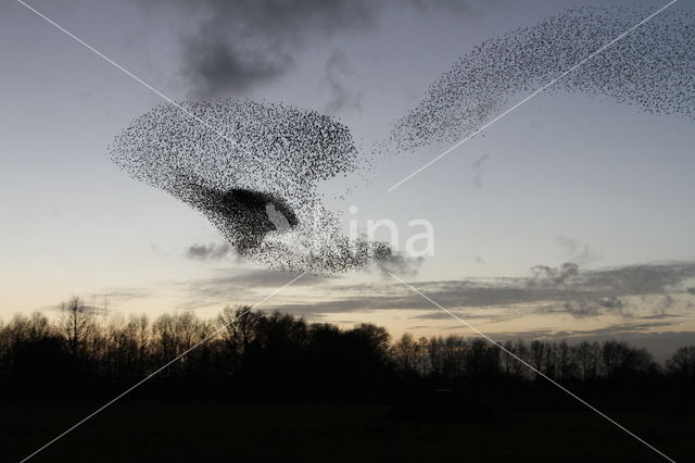 European Starling (Sturnus vulgaris)