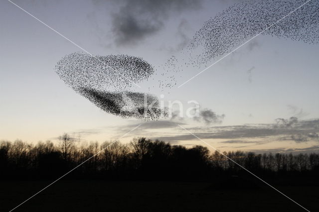 Spreeuw (Sturnus vulgaris)