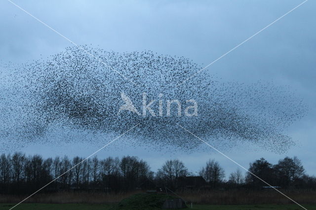 Spreeuw (Sturnus vulgaris)