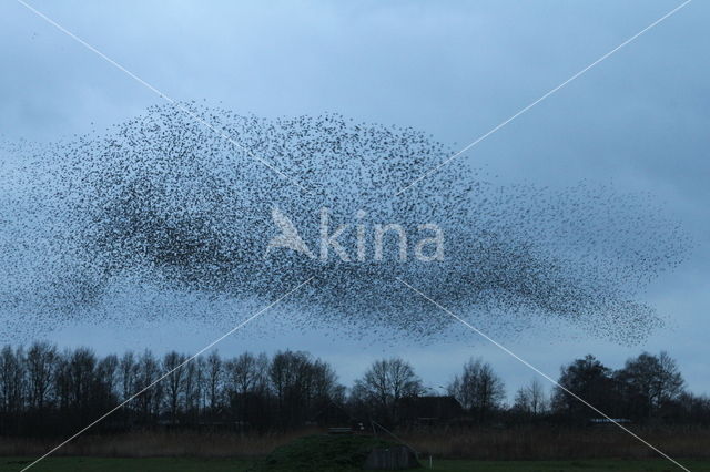 Spreeuw (Sturnus vulgaris)