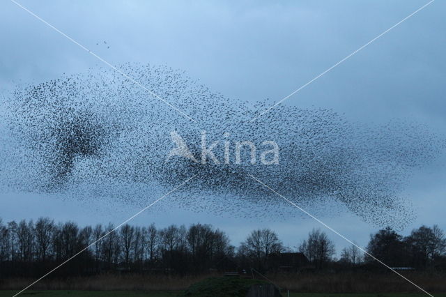 European Starling (Sturnus vulgaris)