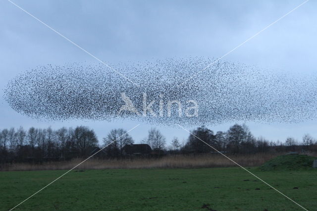 European Starling (Sturnus vulgaris)