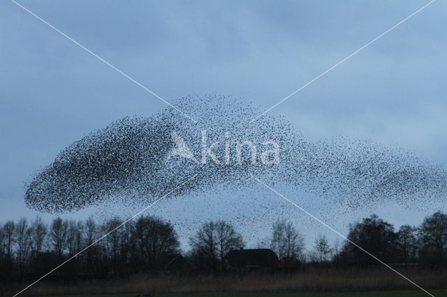 Spreeuw (Sturnus vulgaris)