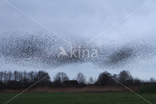 European Starling (Sturnus vulgaris)