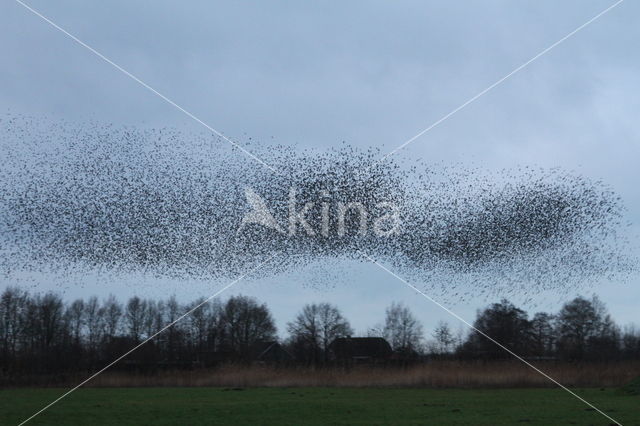 European Starling (Sturnus vulgaris)