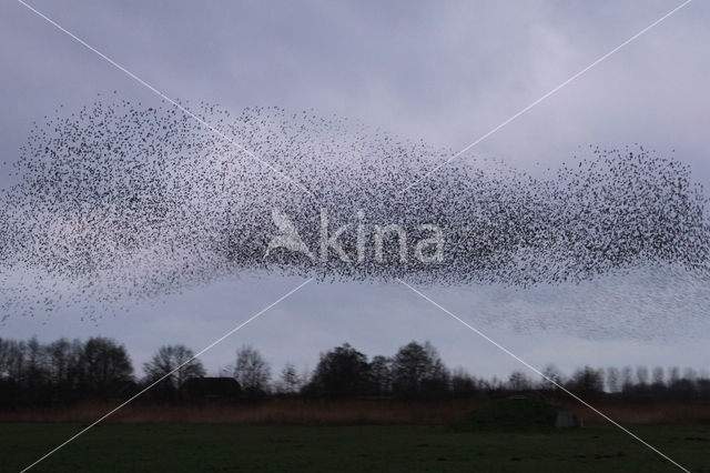 European Starling (Sturnus vulgaris)