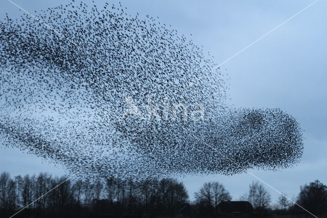 European Starling (Sturnus vulgaris)