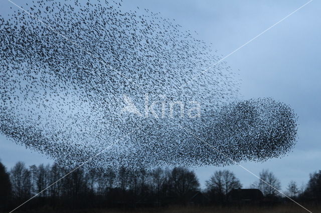 European Starling (Sturnus vulgaris)