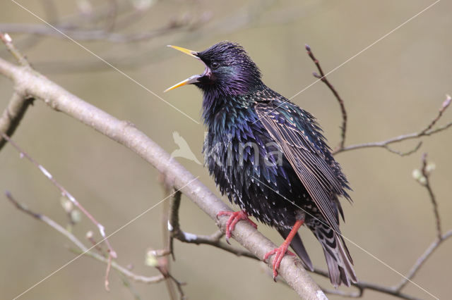 European Starling (Sturnus vulgaris)