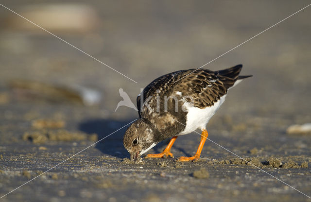 Steenloper (Arenaria interpres)