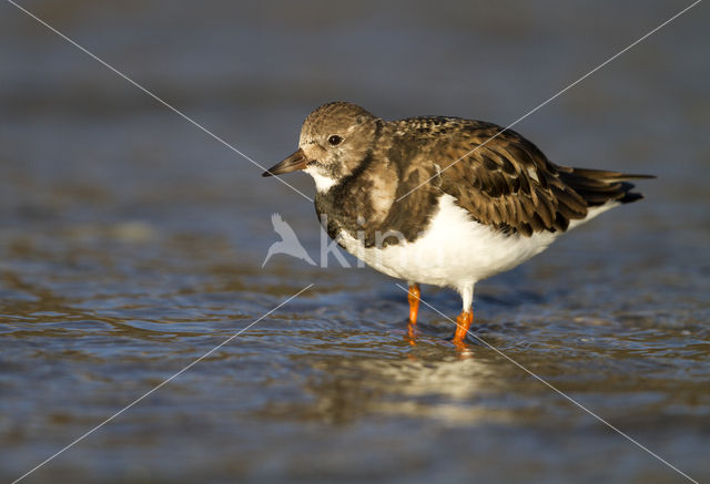 Steenloper (Arenaria interpres)