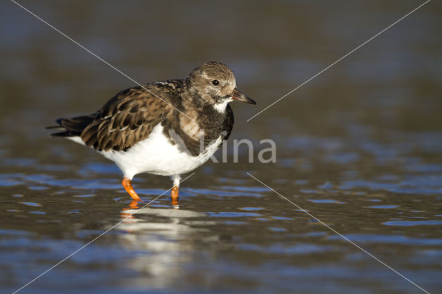 Steenloper (Arenaria interpres)