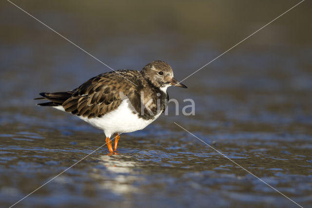 Steenloper (Arenaria interpres)