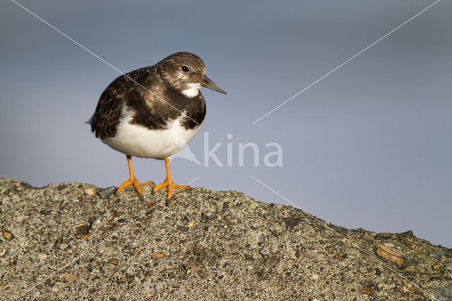 Steenloper (Arenaria interpres)