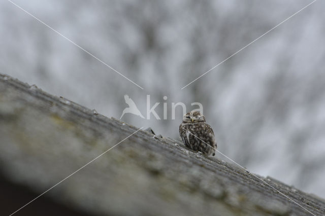 Steenuil (Athene noctua)