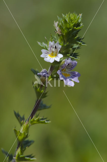 Stijve ogentroost (Euphrasia stricta)