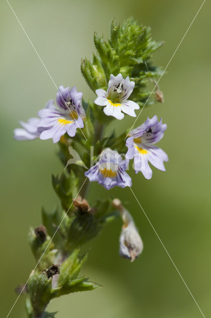 Stijve ogentroost (Euphrasia stricta)