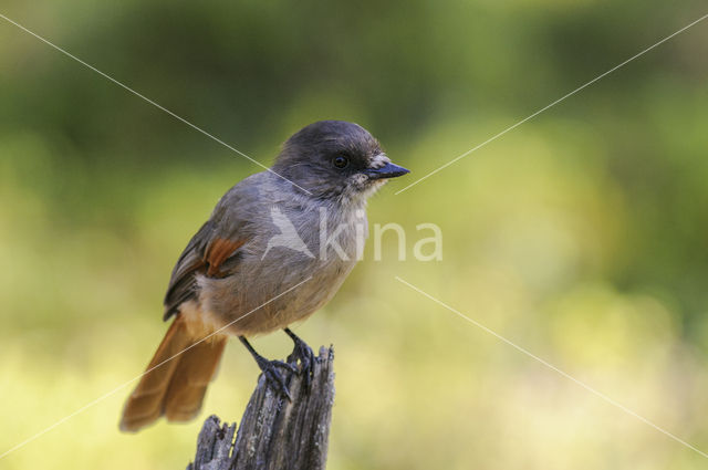 Siberian Jay (Perisoreus infaustus)