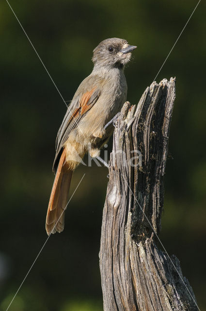 Siberian Jay (Perisoreus infaustus)