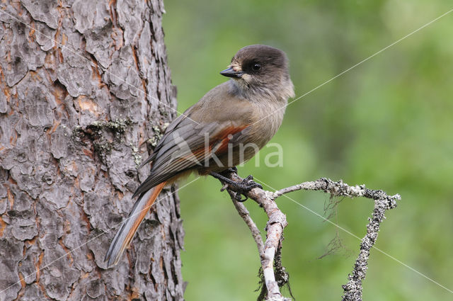 Siberian Jay (Perisoreus infaustus)