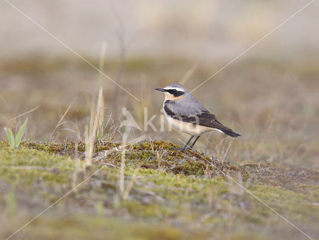 Northern Wheatear (Oenanthe oenanthe)