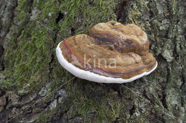 Tonderzwam (Ganoderma spec.)