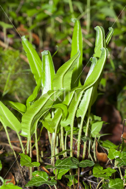 Hartstonque (Asplenium scolopendrium)