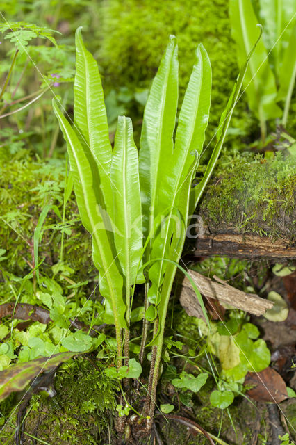 Tongvaren (Asplenium scolopendrium)